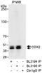 Caudal Type Homeobox 2 antibody, A300-691A, Bethyl Labs, Immunoprecipitation image 