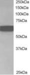Chromatin Licensing And DNA Replication Factor 1 antibody, LS-C54635, Lifespan Biosciences, Western Blot image 