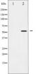 HsMAD2 antibody, TA325851, Origene, Western Blot image 