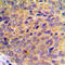 Ubiquitin-like modifier-activating enzyme 7 antibody, LS-C352968, Lifespan Biosciences, Immunohistochemistry paraffin image 