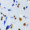 DNA-directed RNA polymerase III subunit H antibody, LS-C368615, Lifespan Biosciences, Immunohistochemistry frozen image 