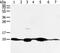 Cytochrome C Oxidase Subunit 7C antibody, PA5-51284, Invitrogen Antibodies, Western Blot image 