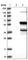 F-Box Protein 5 antibody, HPA029048, Atlas Antibodies, Western Blot image 