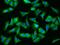 MAPK Regulated Corepressor Interacting Protein 1 antibody, 202466-T02, Sino Biological, Immunohistochemistry frozen image 
