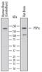Protein Tyrosine Phosphatase Receptor Type U antibody, MAB7475, R&D Systems, Western Blot image 