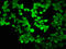 Histone Cluster 1 H2B Family Member K antibody, LS-C396034, Lifespan Biosciences, Immunofluorescence image 