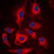 Microtubule Affinity Regulating Kinase 1 antibody, orb224173, Biorbyt, Immunofluorescence image 
