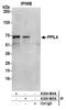 Peptidylprolyl Isomerase Like 4 antibody, A304-964A, Bethyl Labs, Immunoprecipitation image 