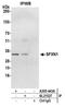 Sideroflexin 1 antibody, A305-443A, Bethyl Labs, Immunoprecipitation image 