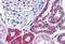 IDH antibody, MBS245650, MyBioSource, Immunohistochemistry paraffin image 