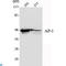 Jun Proto-Oncogene, AP-1 Transcription Factor Subunit antibody, LS-C812880, Lifespan Biosciences, Western Blot image 