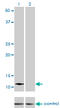 Acylphosphatase-2 antibody, LS-C196613, Lifespan Biosciences, Western Blot image 