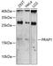 Proline-rich acidic protein 1 antibody, 23-721, ProSci, Western Blot image 