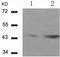 Erythroid transcription factor antibody, TA321429, Origene, Western Blot image 