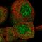 Copine-3 antibody, HPA029552, Atlas Antibodies, Immunofluorescence image 