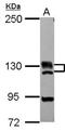 Bromodomain Containing 1 antibody, NBP2-15610, Novus Biologicals, Western Blot image 