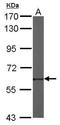 60 kDa SS-A/Ro ribonucleoprotein antibody, TA308022, Origene, Western Blot image 
