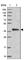 Cytokine Induced Apoptosis Inhibitor 1 antibody, HPA041350, Atlas Antibodies, Western Blot image 