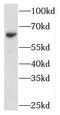 Asparaginyl-tRNA synthetase, cytoplasmic antibody, FNab05556, FineTest, Western Blot image 