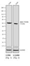 Rat IgG Isotype Control antibody, PA1-28787, Invitrogen Antibodies, Western Blot image 