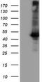 Carboxypeptidase A1 antibody, TA504520, Origene, Western Blot image 