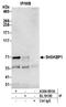 SH3KBP1 Binding Protein 1 antibody, A304-891A, Bethyl Labs, Immunoprecipitation image 