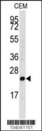 HSTF-1 antibody, TA325033, Origene, Western Blot image 