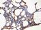 Aquaporin 5 antibody, PA1230, Boster Biological Technology, Immunohistochemistry paraffin image 
