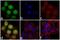 Ribosomal Protein L11 antibody, 37-3000, Invitrogen Antibodies, Immunofluorescence image 