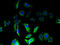 OMA1 Zinc Metallopeptidase antibody, A67094-100, Epigentek, Immunofluorescence image 