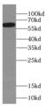 Calcium/Calmodulin Dependent Protein Kinase II Beta antibody, FNab01230, FineTest, Western Blot image 