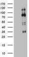 Histone-lysine N-methyltransferase EZH2 antibody, TA802907, Origene, Western Blot image 