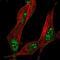 Ring Finger Protein 112 antibody, NBP2-13236, Novus Biologicals, Immunofluorescence image 