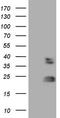 Ras Homolog Family Member C antibody, CF806414, Origene, Western Blot image 