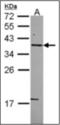 Syntaxin 5 antibody, orb314409, Biorbyt, Western Blot image 