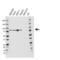 Src substrate cortactin antibody, VMA00417, Bio-Rad (formerly AbD Serotec) , Western Blot image 