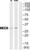 Mediator Complex Subunit 8 antibody, abx014572, Abbexa, Western Blot image 