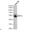 CTF antibody, LS-C813058, Lifespan Biosciences, Western Blot image 