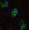Leptin Receptor antibody, NBP2-21062, Novus Biologicals, Immunofluorescence image 