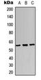 SRY-Box 9 antibody, orb315709, Biorbyt, Western Blot image 