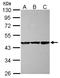 COBW Domain Containing 1 antibody, LS-C155634, Lifespan Biosciences, Western Blot image 