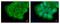 ETHE1 Persulfide Dioxygenase antibody, NBP2-16384, Novus Biologicals, Immunofluorescence image 