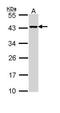 Death Associated Protein 3 antibody, GTX113863, GeneTex, Western Blot image 