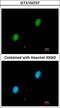 HIF-2-alpha antibody, LS-B4223, Lifespan Biosciences, Immunofluorescence image 