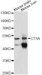 Lysosomal protective protein antibody, abx126877, Abbexa, Western Blot image 
