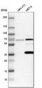 Phosphatidylinositol-binding clathrin assembly protein antibody, HPA019061, Atlas Antibodies, Western Blot image 