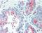 Tetraspanin 13 antibody, orb96714, Biorbyt, Immunohistochemistry paraffin image 
