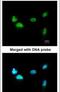 Scm Polycomb Group Protein Homolog 1 antibody, PA5-21804, Invitrogen Antibodies, Immunofluorescence image 