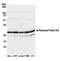 40S ribosomal protein S3a antibody, A305-001A, Bethyl Labs, Western Blot image 