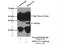 Monoacylglycerol O-Acyltransferase 2 antibody, 19514-1-AP, Proteintech Group, Immunoprecipitation image 